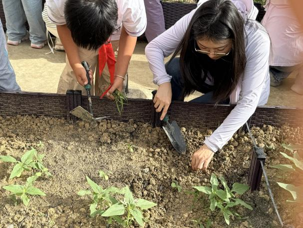 合肥一六八新桥教育集团高刘小学：向日葵的奇妙旅程迎来“茁壮成长”新阶段